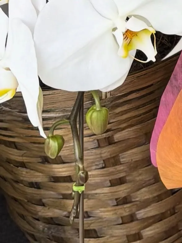 【2月分スケジュール更新致しました！】